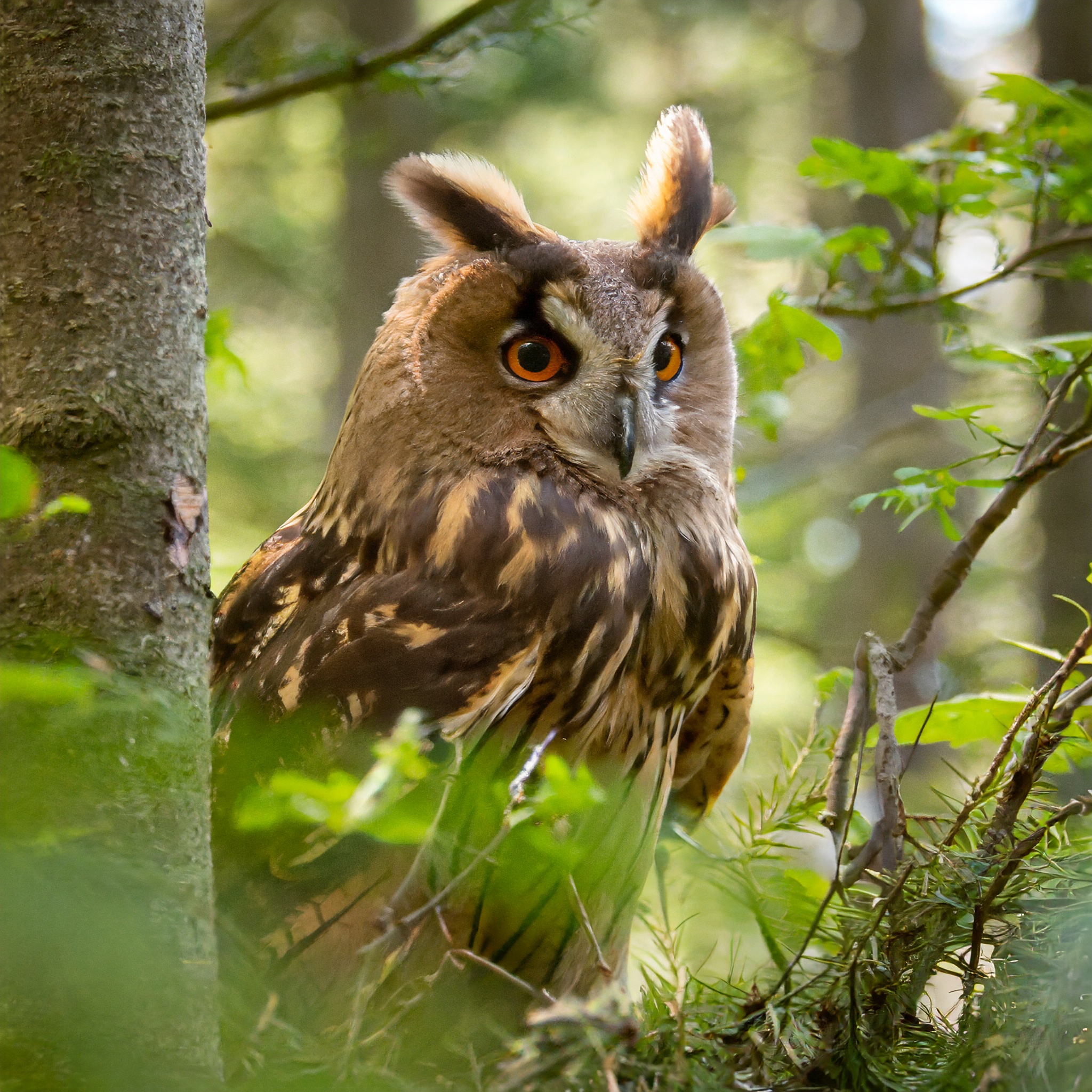 A brown owl in a forest