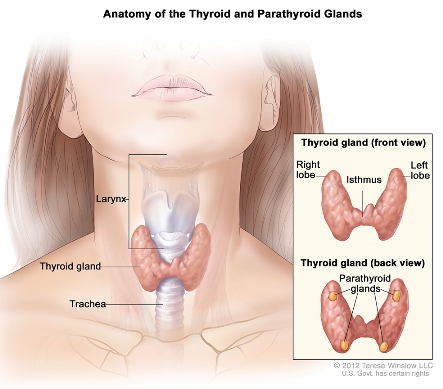 anatomical illustration showing thyroid and parathroid glands